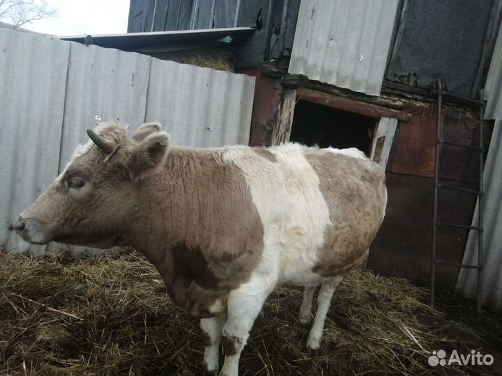 Телки стельные