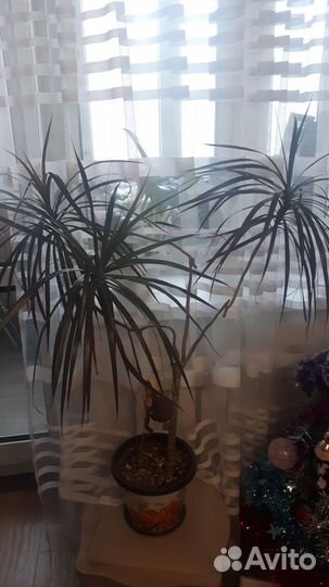 Драцена, циртантус, зухарис