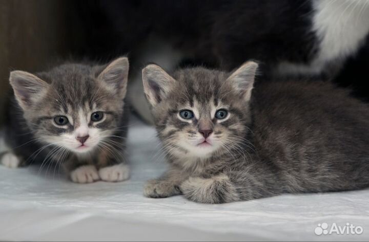 Очень добрый котенок 2 месяца