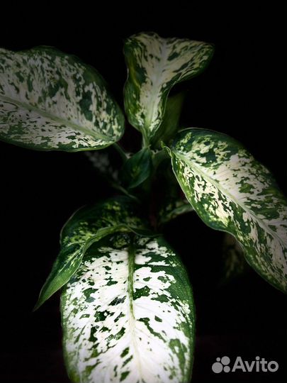 Диффенбахия Марс