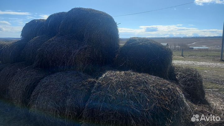 Продам сено в рулонах