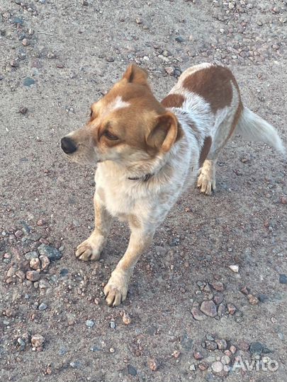 Выгул собак