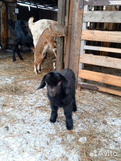 Нубийские козлята и козочки