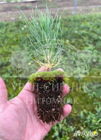 Голубая ель зкс сеянцы