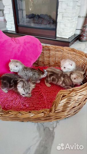 Шотландские вислоухие и прямоухие котята