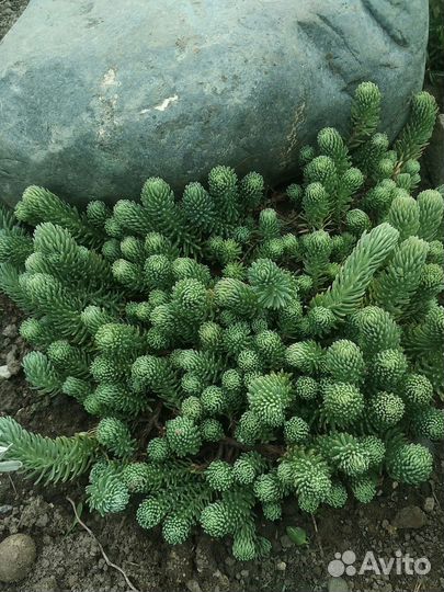 Растения для альпийской горки