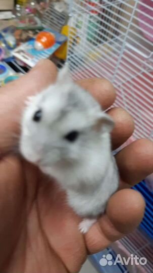 Хомячки 4 недели