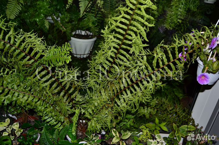 Нефролепис Т 02, полиподиум fallax