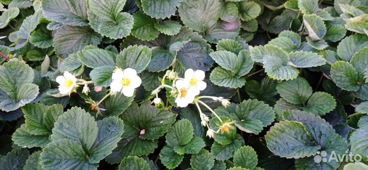 Саженцы садовых кустарников