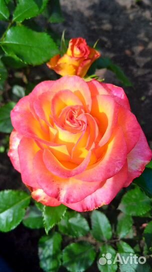 Продаю саженцы роз и плодовых деревьев