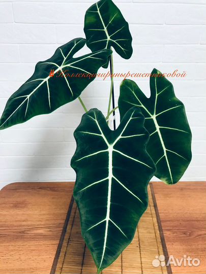 Клубни сортовых Алоказий