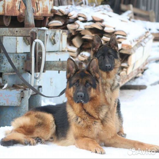 Подрощеная девочка немецкой овчарки с документами