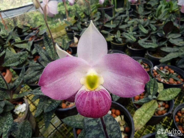 Орхидея Paphiopedilum vietnamense