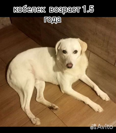 Похож на лабрадора