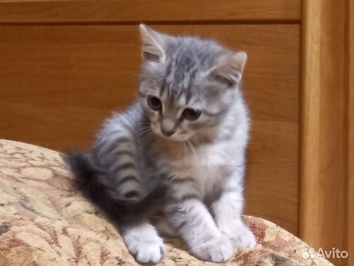 Курильский бобтейл