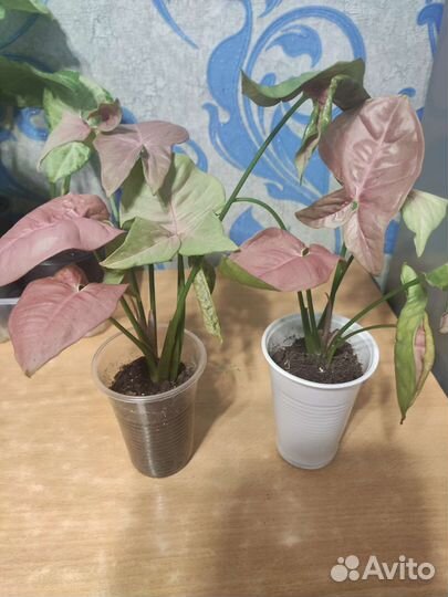 Сингониум конфетти, pink neon, imperial white