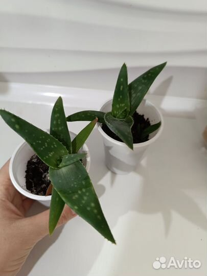 Алоэ комнатное растение