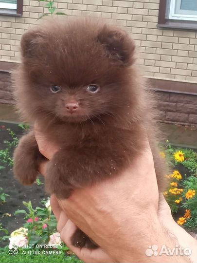 Малыши шпица