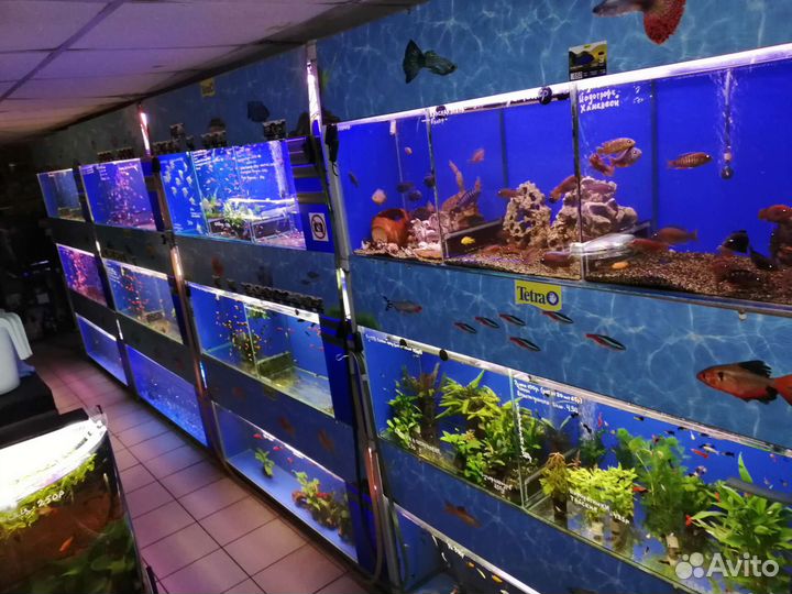 Аквариумная рыба оптом