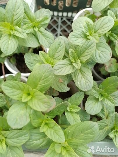 Мята ментоловая