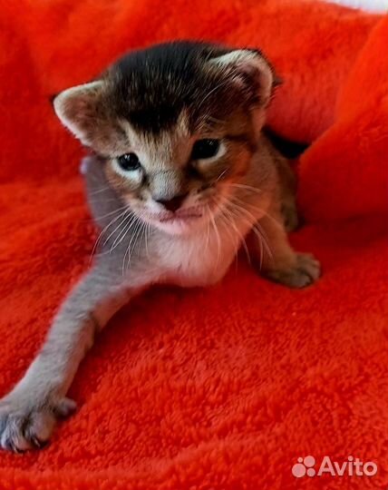 Девочка каракет