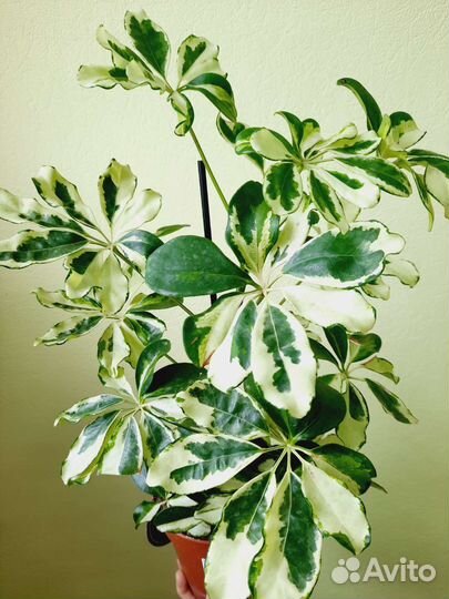 Хотя Вайети триколор и Шеффлеры