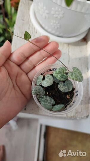 Церопегия Вуду