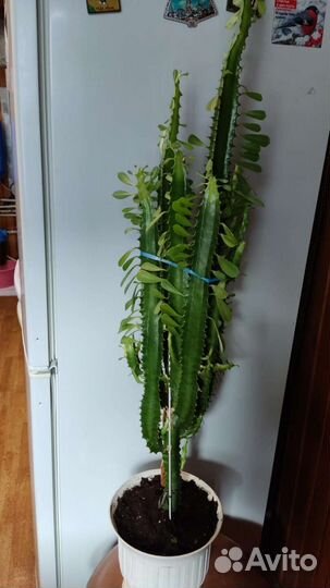 Дендробиум