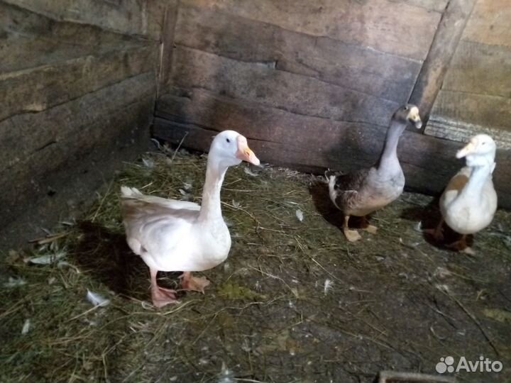 Продам двух гусынь породы линда