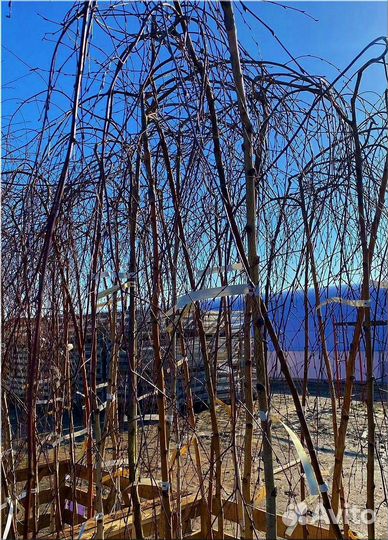 Береза Юнги на штамбе / доставка