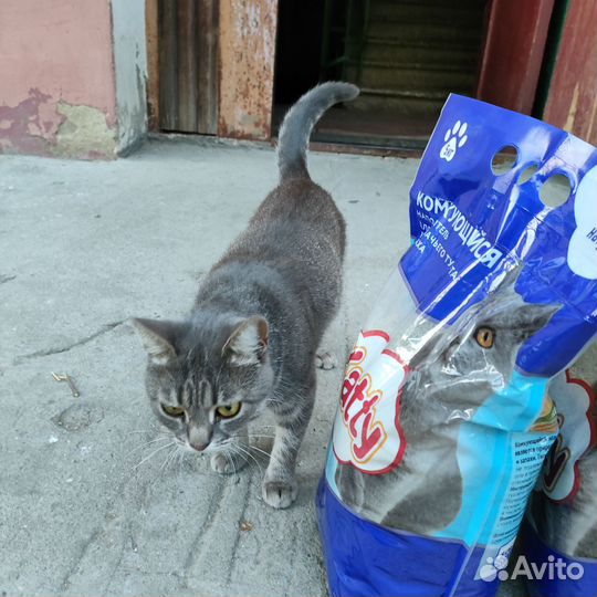 Кошка молодая