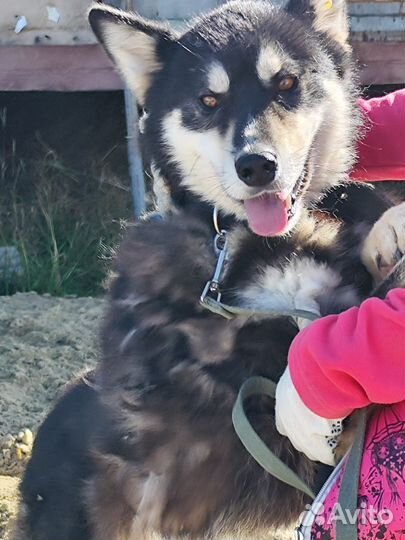 Собака в добрые руки