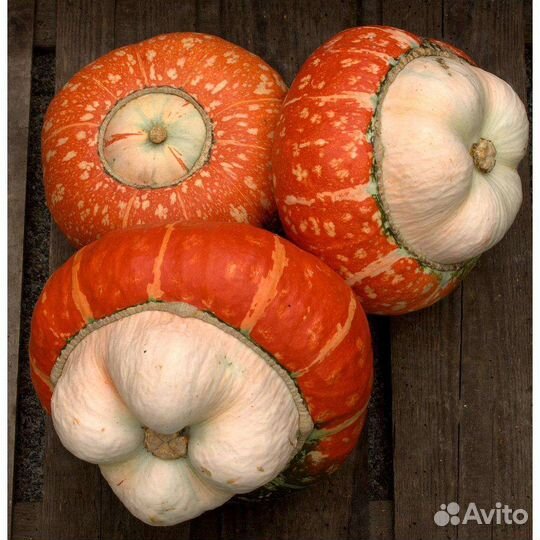 Тыква декоративная 