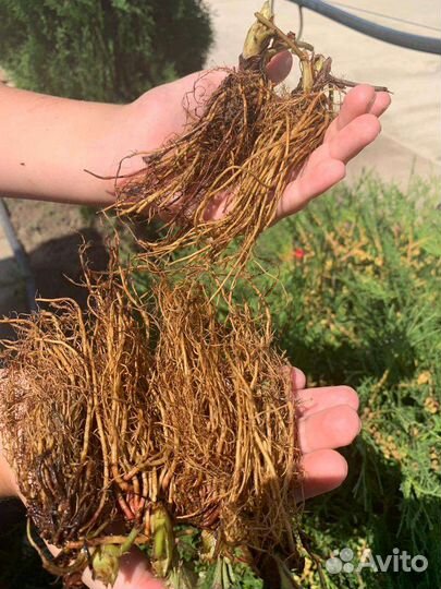 Клубника фриго в наличии