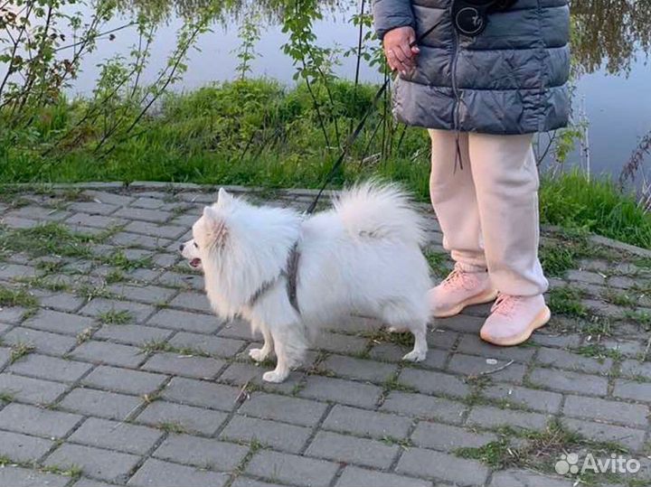 Вязка собак