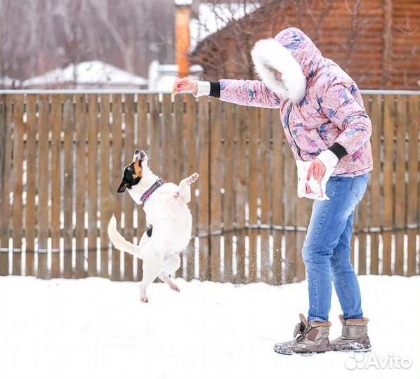 Молодой активный Бадди в добрые руки