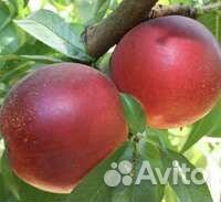 Саженцы Шарафуги Вельвет