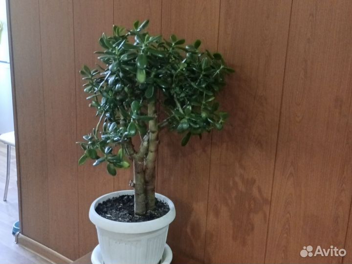 Денежное дерево, красула толстянка