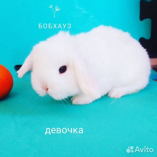 Кролики самые лучшие И красивые привиты ручные