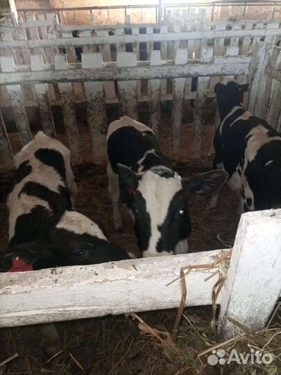 Телята бычки