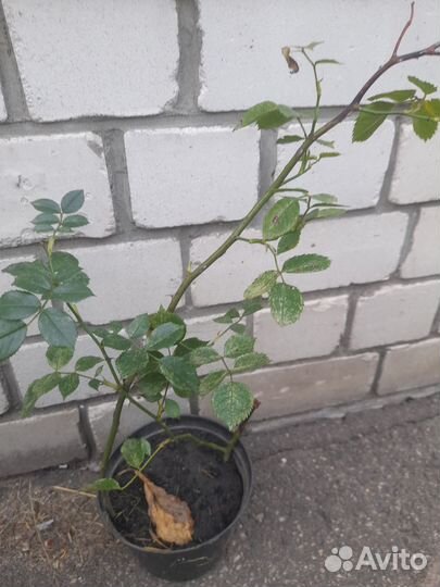 Роза парковая