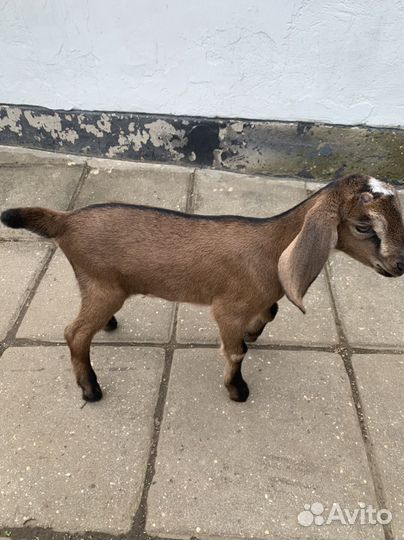 Англо нубийские козлята