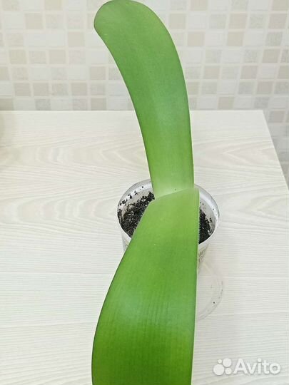 Гемантус или олений язык