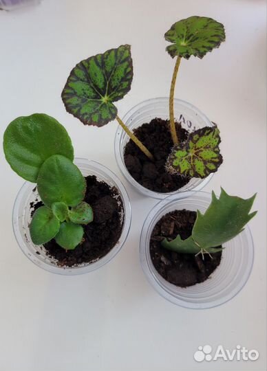 Комнатные растения