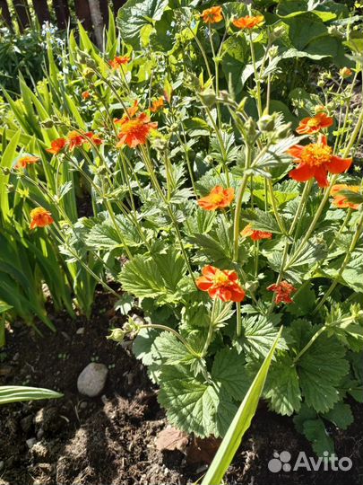 Саженцы многолетних цветов