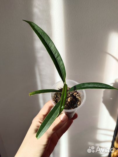 Фикус Али Биннендийка