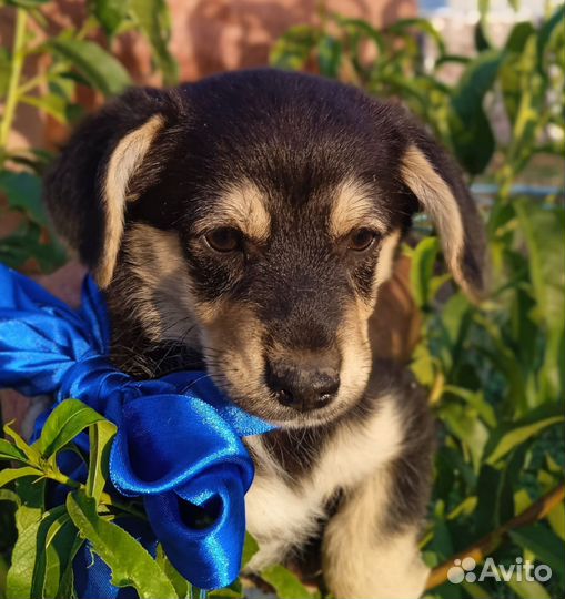 Щенок мальчик красавчик