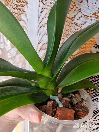 Орхидея фаленопсис 