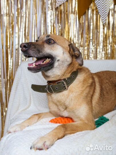 Милаш Бивис из приюта ищет семью