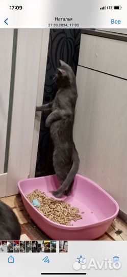 Кошки в добрые руки бесплатно